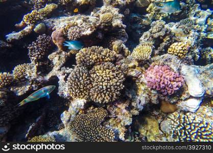 red sea coral reef with hard corals, fishes and sunny sky shining through clean water - underwater photo
