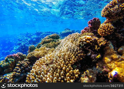 red sea coral reef with hard corals, fishes and sunny sky shining through clean water - underwater photo