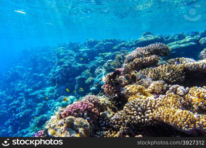 red sea coral reef with hard corals, fishes and sunny sky shining through clean water - underwater photo