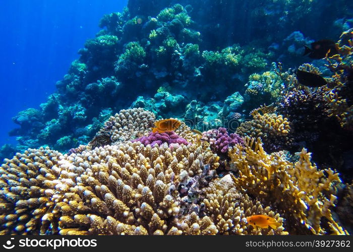 red sea coral reef with hard corals, fishes and sunny sky shining through clean water - underwater photo