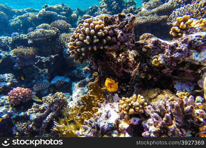 red sea coral reef with hard corals, fishes and sunny sky shining through clean water - underwater photo