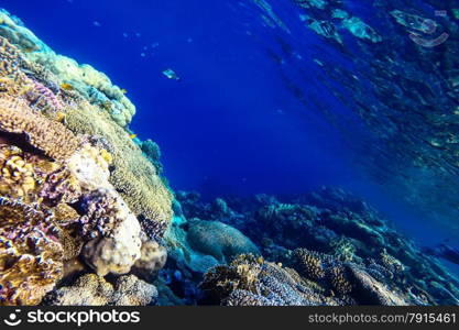 red sea coral reef with hard corals, fishes and sunny sky shining through clean water - underwater photo