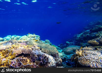 red sea coral reef with hard corals, fishes and sunny sky shining through clean water - underwater photo