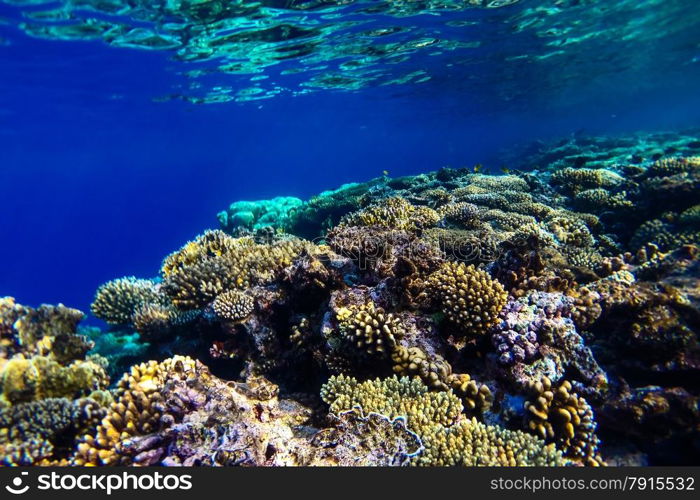 red sea coral reef with hard corals, fishes and sunny sky shining through clean water - underwater photo