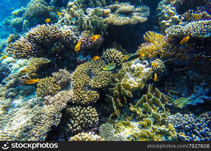 red sea coral reef with hard corals, fishes and sunny sky shining through clean water - underwater photo