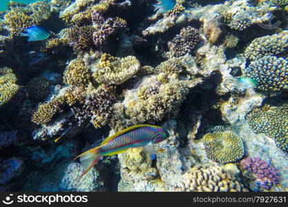 red sea coral reef with hard corals, fishes and sunny sky shining through clean water - underwater photo