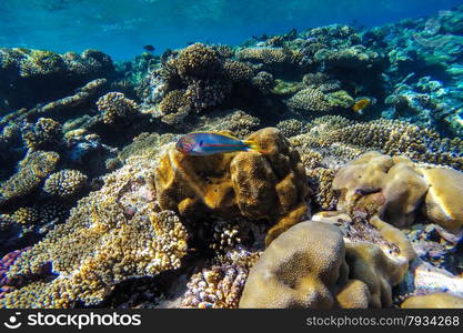 red sea coral reef with hard corals, fishes and sunny sky shining through clean water - underwater photo