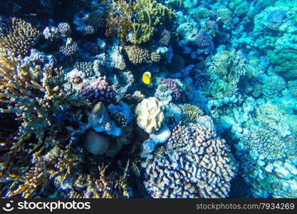 red sea coral reef with hard corals, fishes and sunny sky shining through clean water - underwater photo