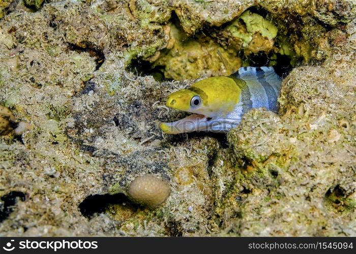 Red Sea Yellow-Headed Moray Eel, Banded Moray, Gymnothorax rueppellii, Coral Reef, Red Sea, Egypt
