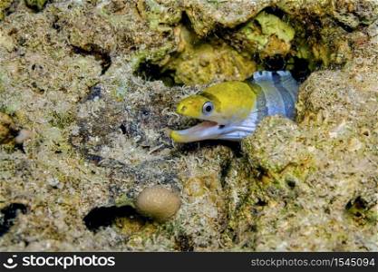 Red Sea Yellow-Headed Moray Eel, Banded Moray, Gymnothorax rueppellii, Coral Reef, Red Sea, Egypt