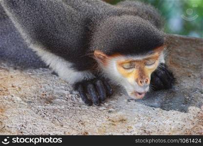 Red-shanked douc lying and relax on farm zoo in the national park / Pygathrix nemaeus Langur Leaf Monkey