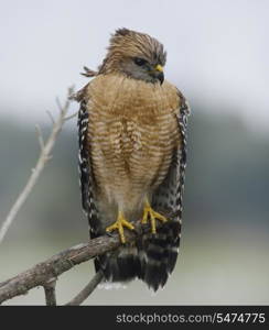 Red Shouldered Hawk In Florida Circle B Bar Reserve