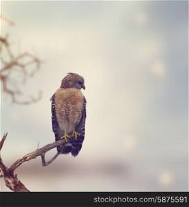 Red Shouldered Hawk Perches on a Log