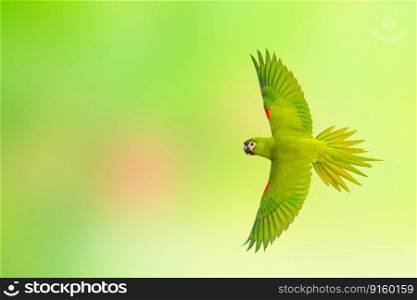 Red-shouldered macaw flying on a green nature background.