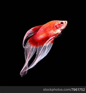 Red siamese fighting fish, betta fish, butterfly tail profile, on black background