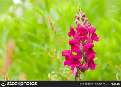 red snapdragon flowers in wild with fresh green background.