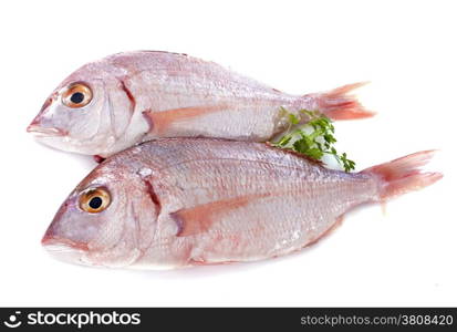 Red Snapper in front of white background