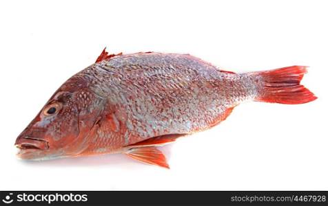 red snapper in front of white background
