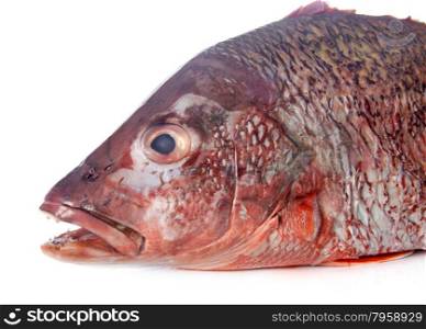 red snapper in front of white background