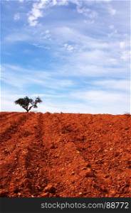 red soil and tree in horizon