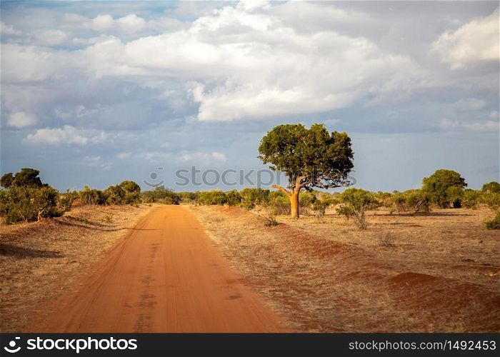 Red soil road, trees by the way, Kenyan scenery