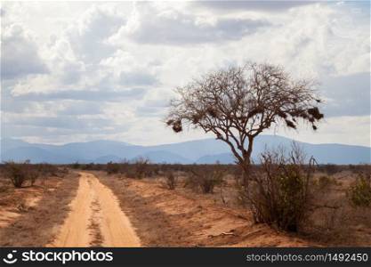 Red soil way and a big tree by the way, Kenya