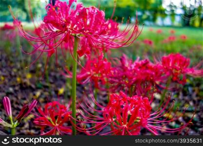 Red spider lily lycoris radiata cluster amaryllis higanbana
