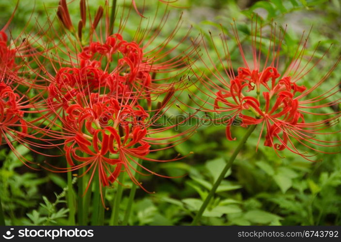 Red spider lily, Lycoris radiata. Flowers of the Red spider lily, Lycoris radiata