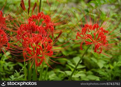 Red spider lily, Lycoris radiata. Flowers of the Red spider lily, Lycoris radiata
