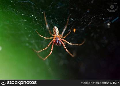 red spider on green background