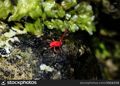 Red spider walking on a rock