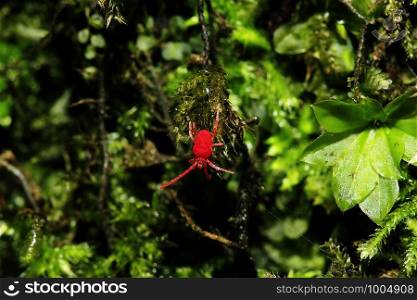 Red spider walking on a rock