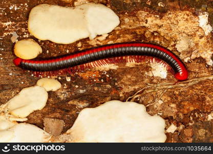 Red spined millipede, Xenobolus carnifex at Coorg in Karnataka, India. Red spined millipede, Xenobolus carnifex, Coorg, Karnataka, India