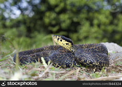 RED SPOTTED PIT VIPER. Trimeresurus jerdonii. Venomous. Jerdon's Viper