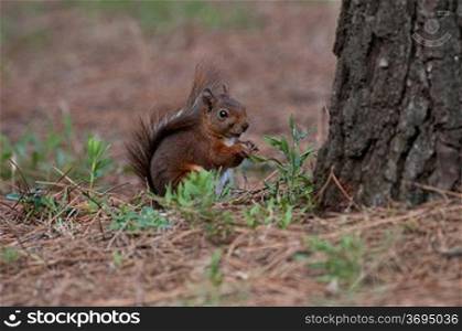 Red squirrel at base of a tree