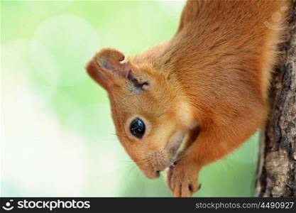 Red squirrel eating nuts on tree