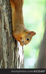Red squirrel eating nuts on tree