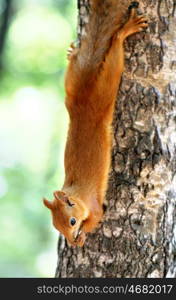 Red squirrel eating nuts on tree