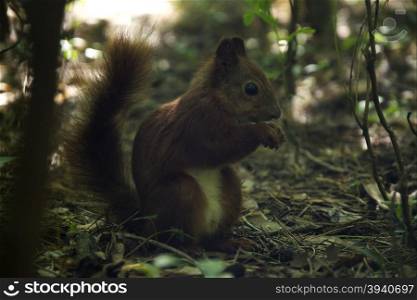 Red squirrel in the woods near a tree day