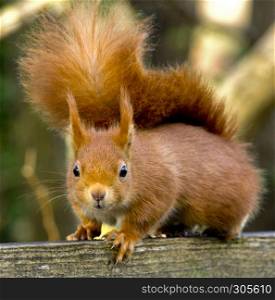 Red squirrel look
