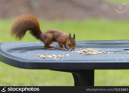 red squirrel looking for seeds and other foods and find peanuts on garden table. red squirrel looking for food