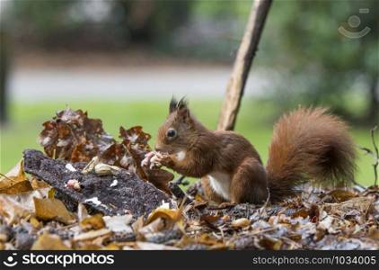 red squirrel looking for seeds and other foods and find peanuts on garden table. red squirrel looking for food