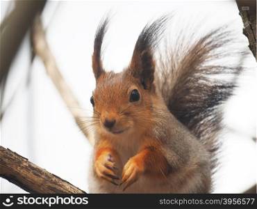 red squirrel on a feeding trough in the forest
