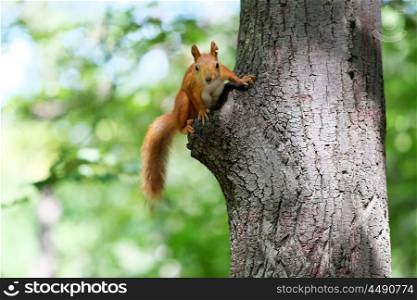 Red squirrel on a tree