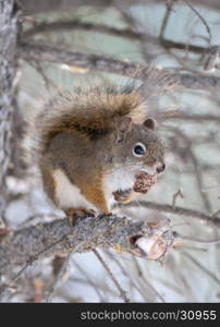 Red squirrel on tree limb with seed cone in Alberta