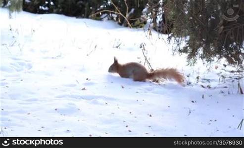Red squirrel running on snow in winter forest and looking for cedar cone. Cute squirrel and first snow in the park.