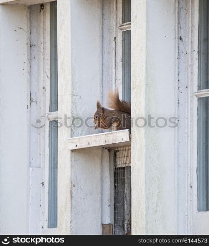Red squirrel sciurus vulgaris sitting in window frame