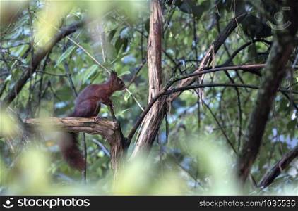 red squirrel sitting on a tree in the forest looking for foods . red squirrel looking for food