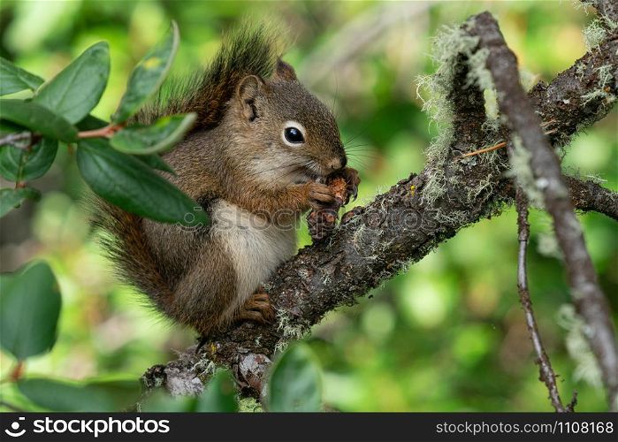Red Squirrel (Tamiasciurus hudsonicus), Banff National Park, Alberta, Canada