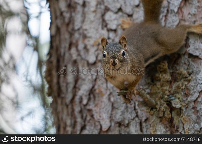 Red Squirrel (Tamiasciurus hudsonicus), Banff National Park, Alberta, Canada